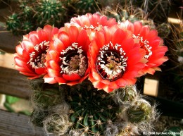 Lobivia jajoiana  